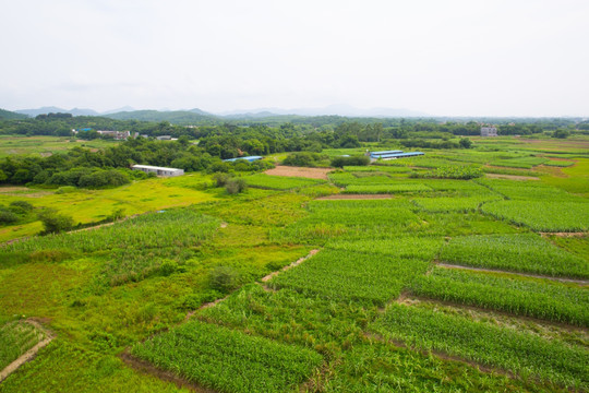 田野