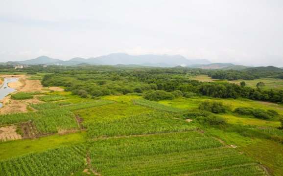 田野