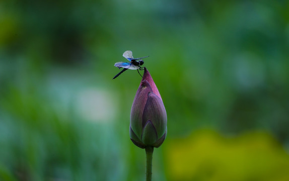 蜻蜓 荷花