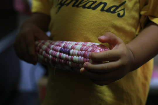 儿童手持紫色玉米