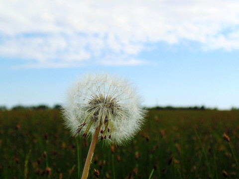 黄花丁