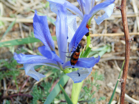 马兰花