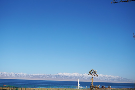 鹿 青藏高原 雪山 湖水