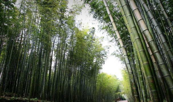 竹林 竹海 植物