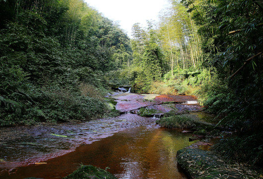 竹林 竹海 小溪