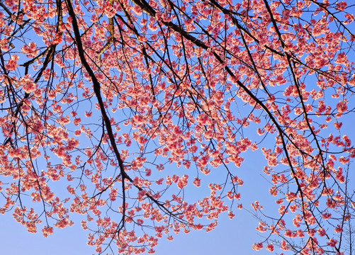 樱花树 樱花仰拍