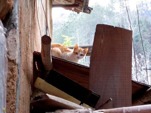 屋顶的猫咪