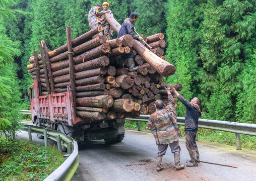 森林伐木 伐木工人