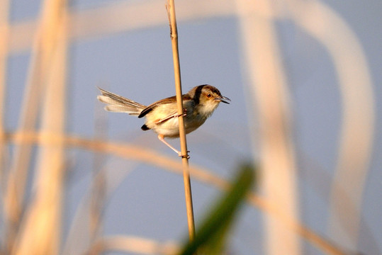 纯色山鹪莺 芦苇杆