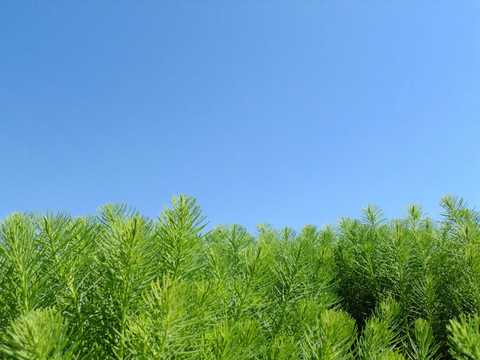 植物背景