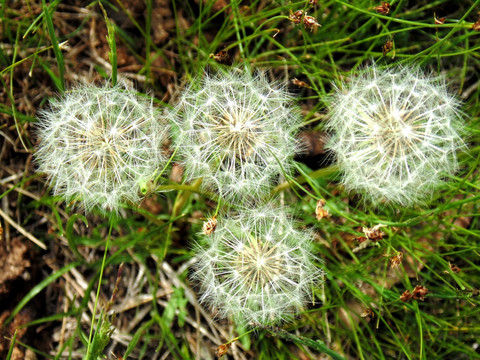 蒲公英背景素材