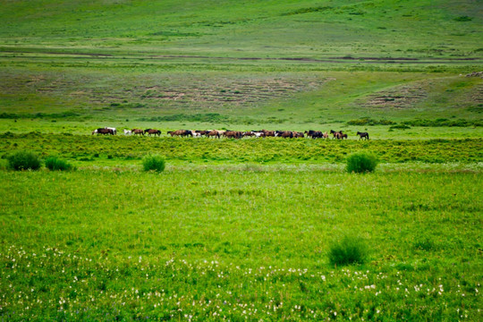 内蒙古乌兰布统坝上草原