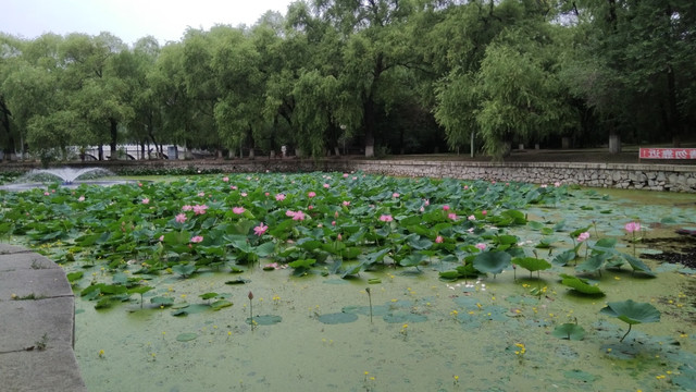 荷花莲花池