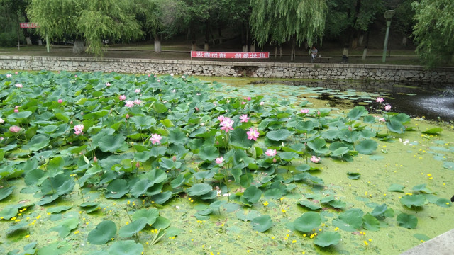 荷花莲花池