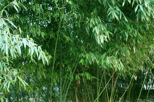 竹林 竹子 绿竹 绿色 翠竹