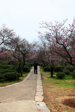 南京 明孝陵 古建筑 公园