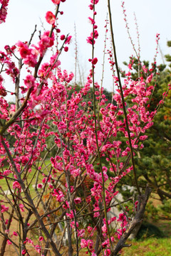 花 花开 粉