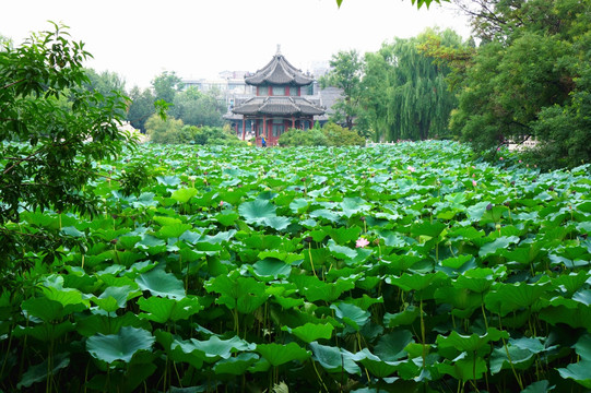 保定莲花池 公园