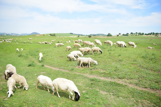 乌兰布统草原羊群