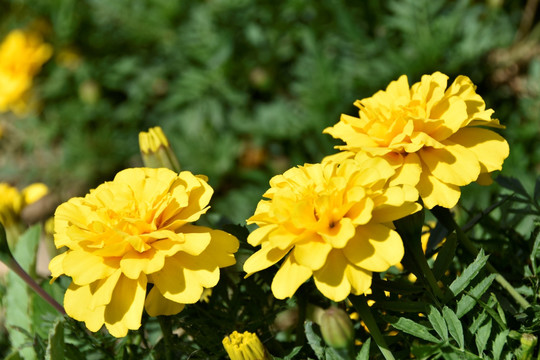 黄色花朵万寿菊