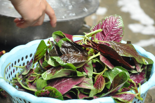 汉菜 苋菜 野苋菜 赤苋 雁来