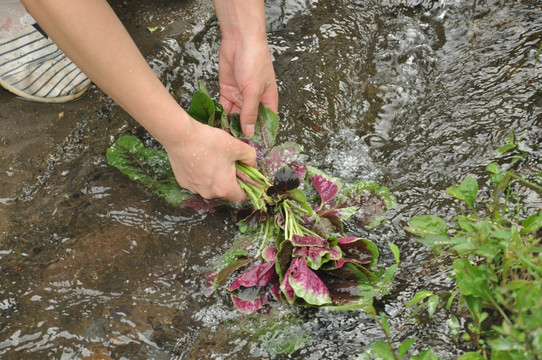 汉菜 苋菜 野苋菜 赤苋 雁来