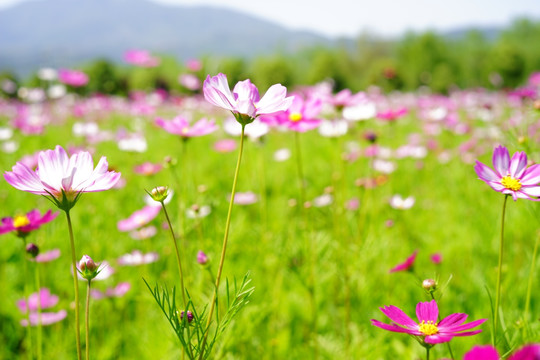 花卉花丛