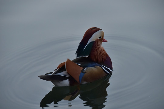 鸳鸯