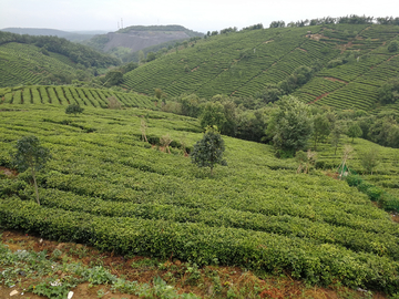 茶山 茶园