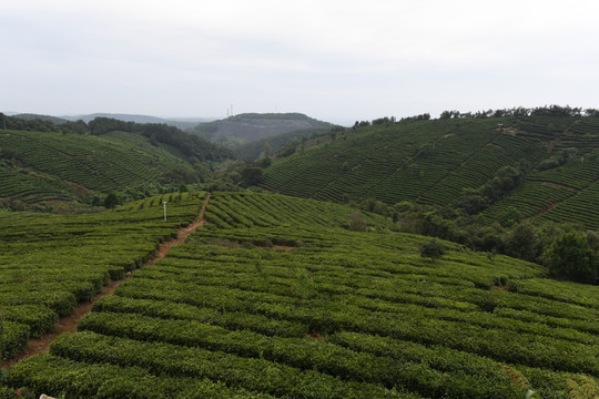 茶山 茶园