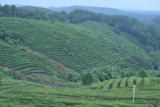 茶山 茶园