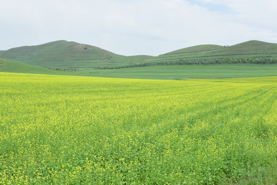 草原油菜花 草原田野