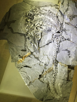 古生物 化石