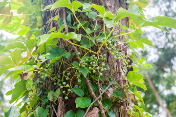 野生植物