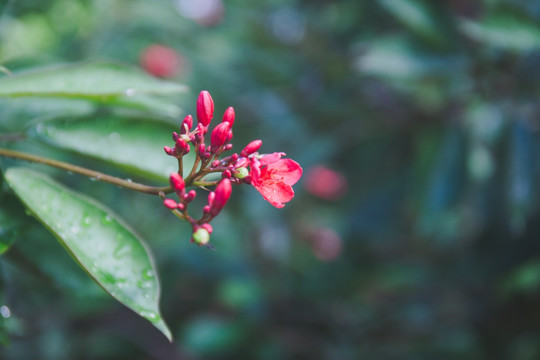 琴叶珊瑚花特写