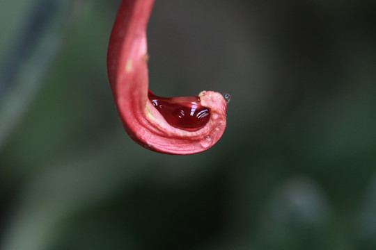 花瓣与水