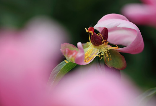 凋谢的花