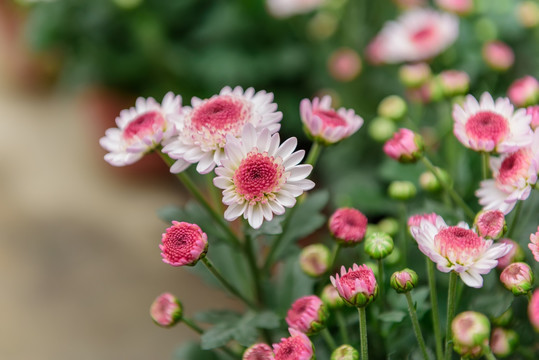 红白小菊花