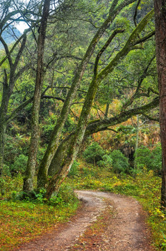 山岭古道