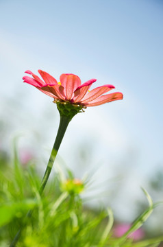 粉红色菊花