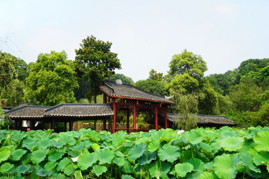 中式水景园林 荷花池