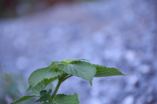 野草