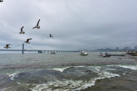 海鸥