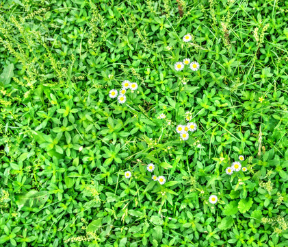 綠草地