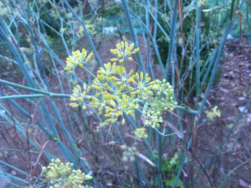 茴香花