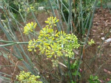 茴香花