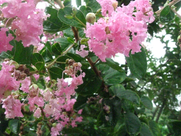 雨后蔷薇