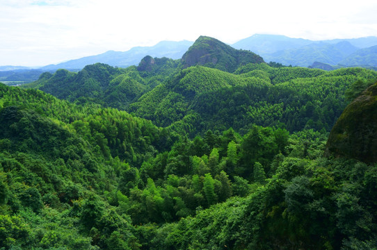 森林植被