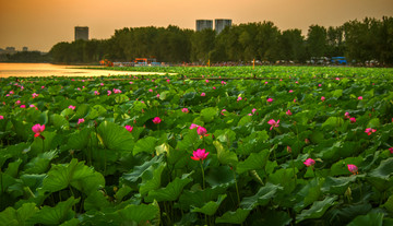 夕阳荷塘