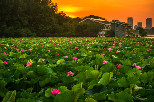 夕阳晚霞湖泊荷塘